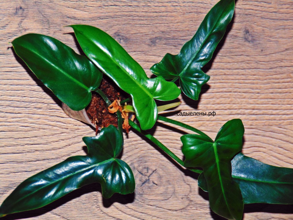 Филодендрон Минарум