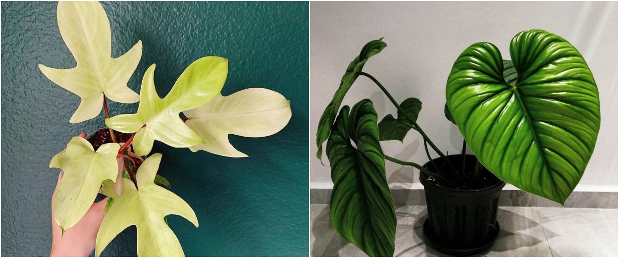 Филодендрон White Future