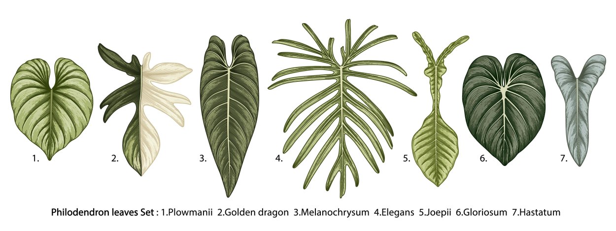 Лист Филодендрон вектор