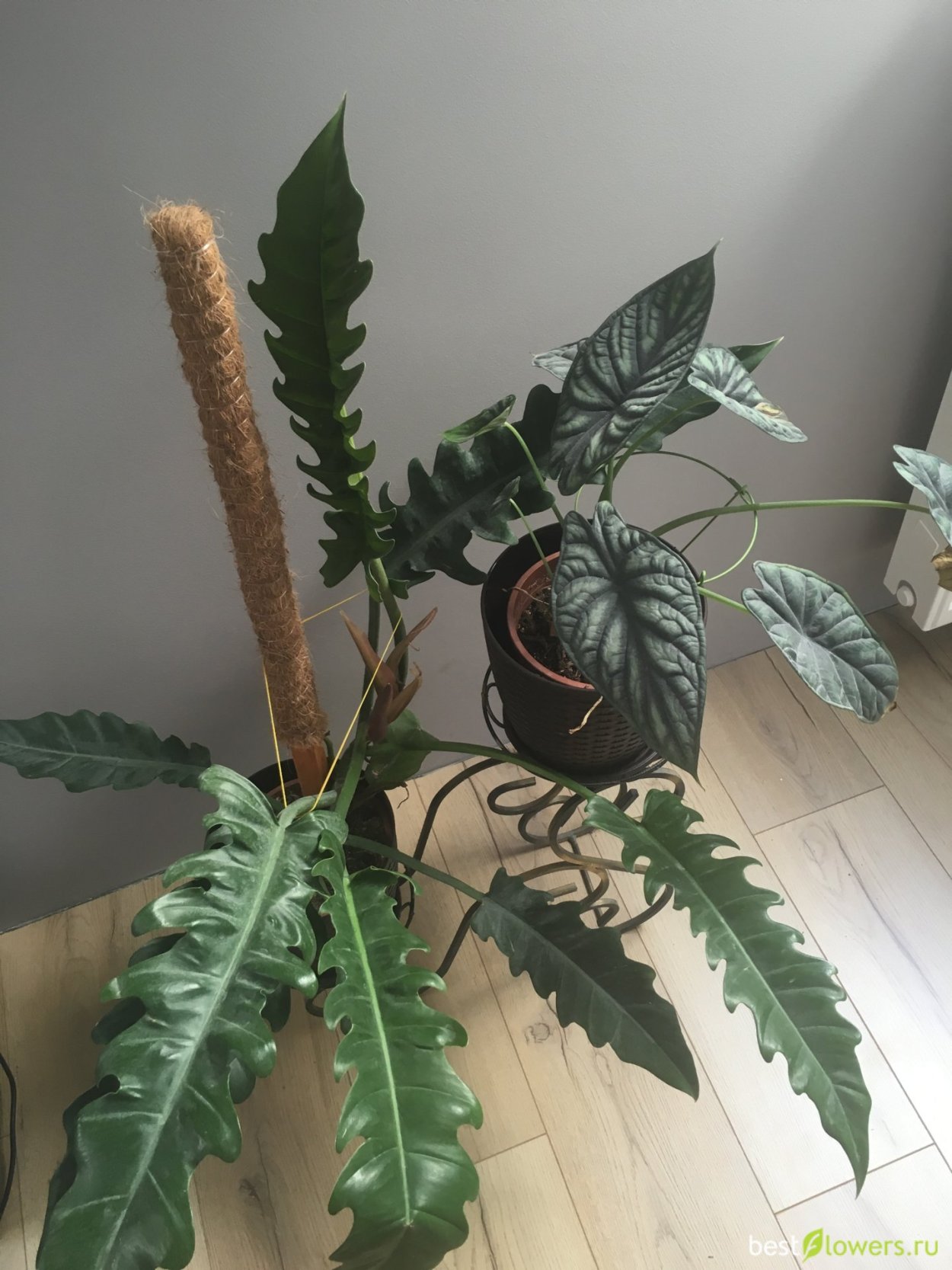 Флораденжрон Джангл бугои