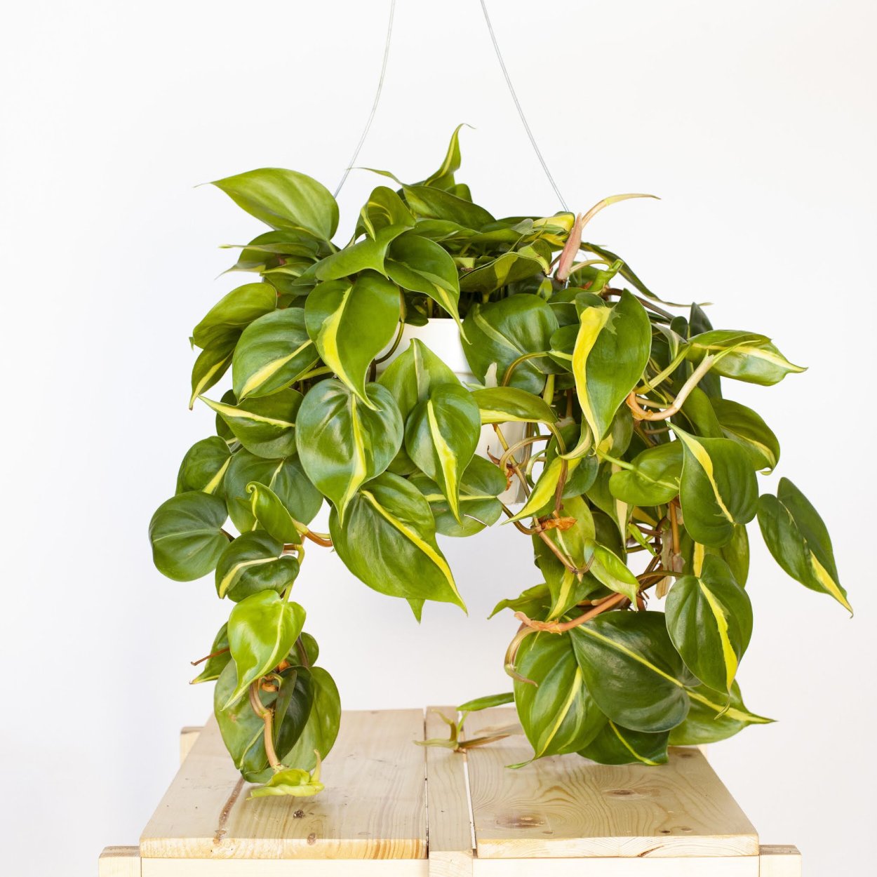 Филодендрон Биркин 6см