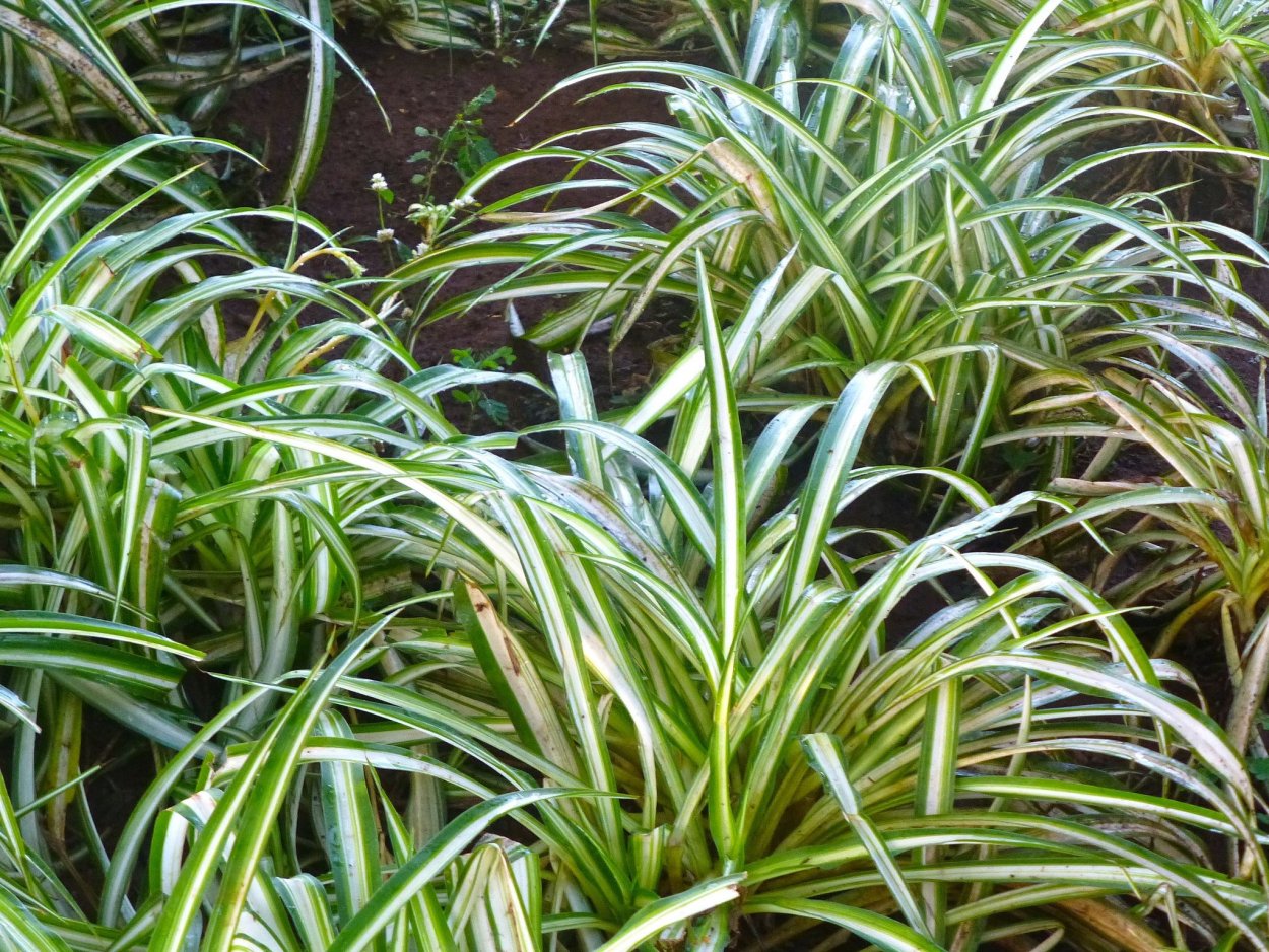 Сорта хлорофитум Лаксум