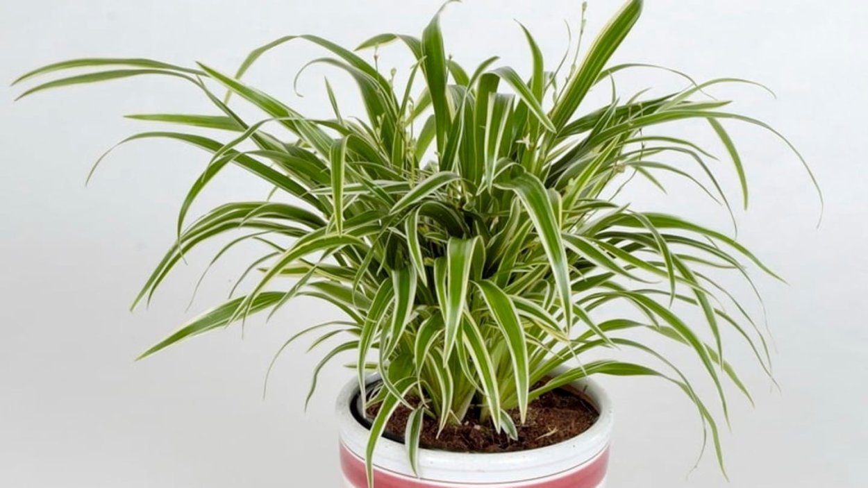 Хлорофитум оушен Капский