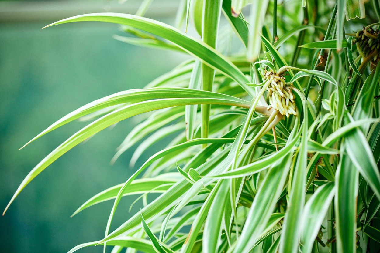 Хлорофитум в дикой природе