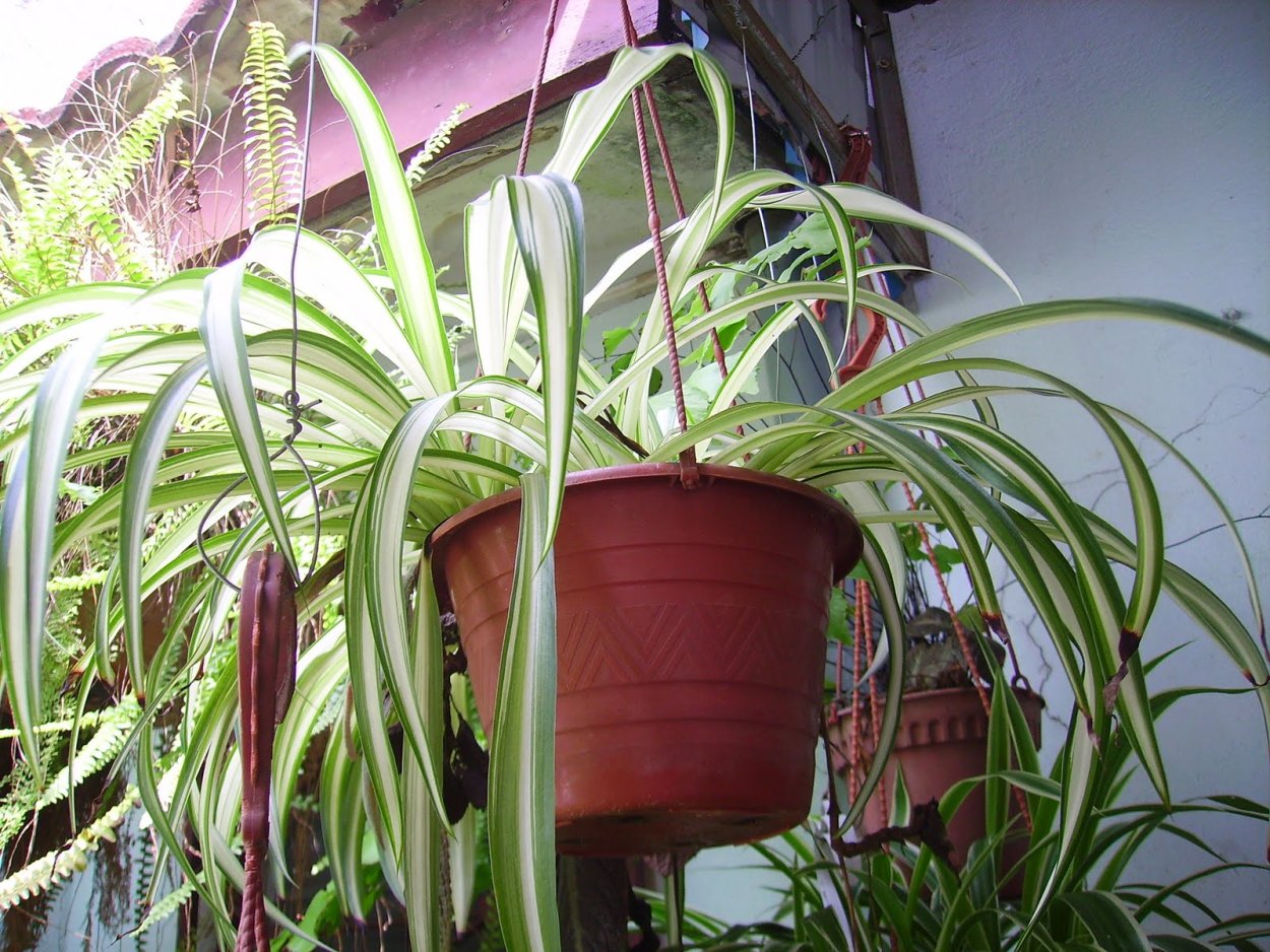 Хлорофитум в дикой природе