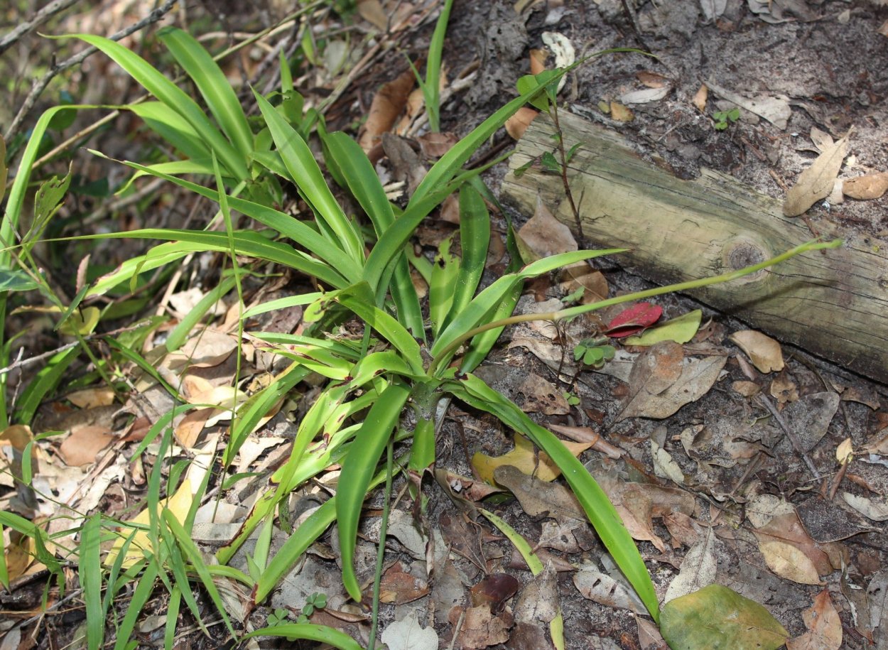 Хлорофитум в дикой природе