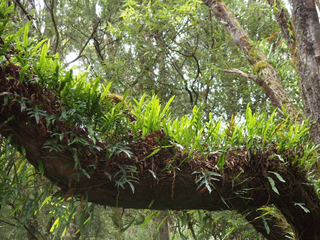 Дерево и эпифит комменсализм