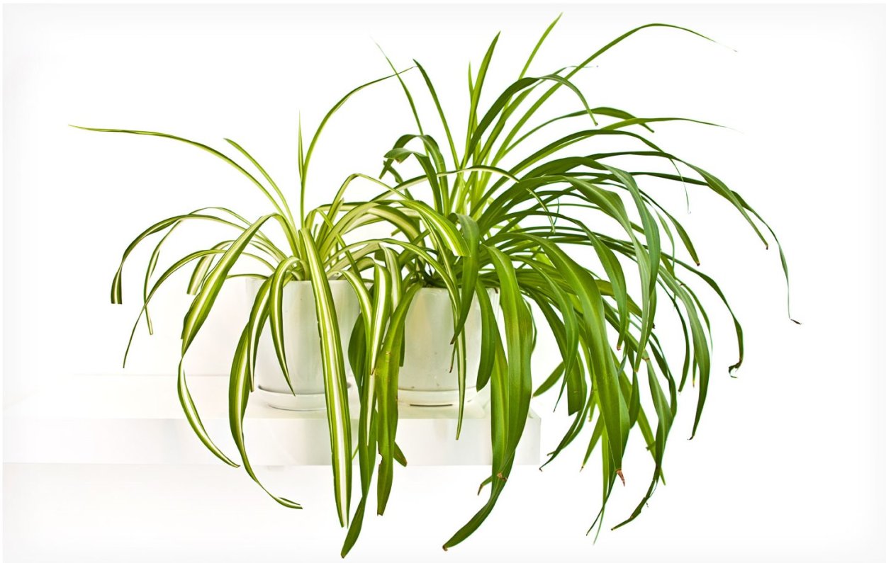 Хлорофитум Комусом Грин