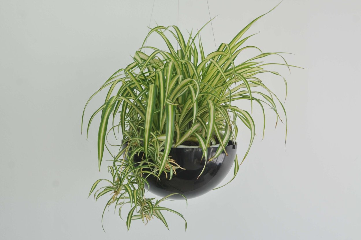 Хлорофитум ампельный