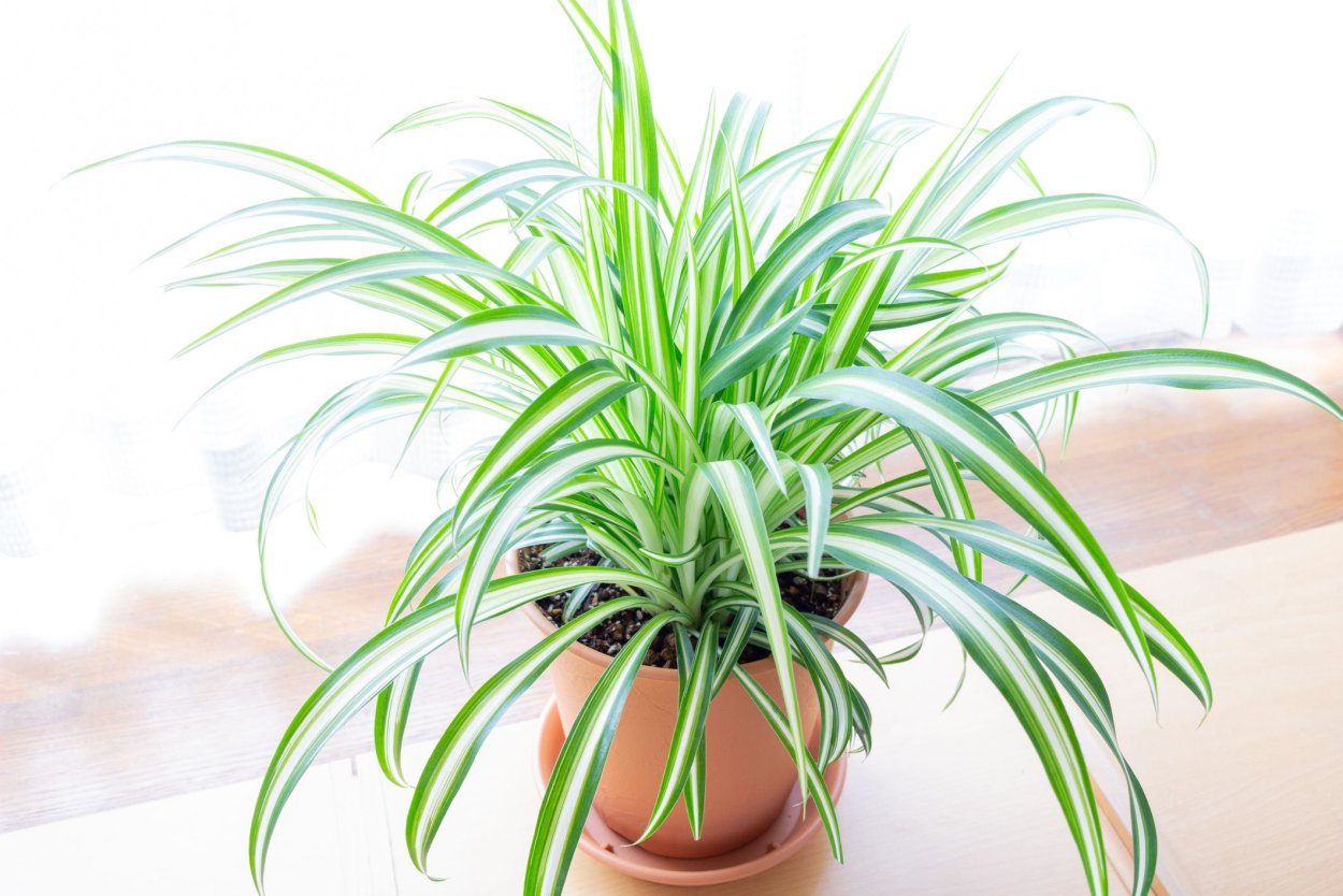 Хлорофитум хохлатый стебель