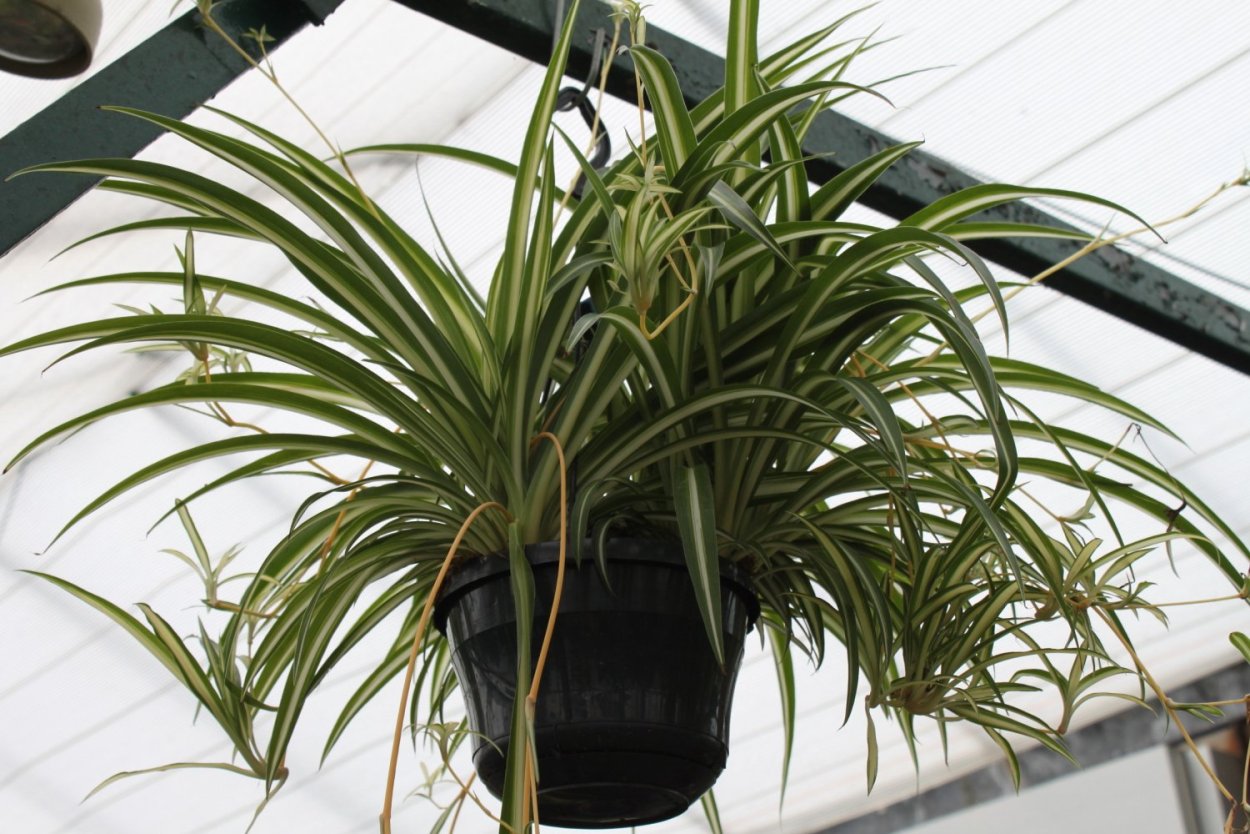 Хлорофитум в природе фото