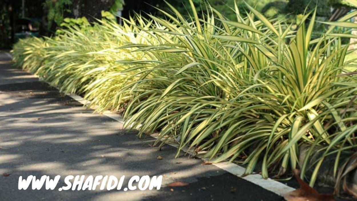 Хлорофитум в природе фото