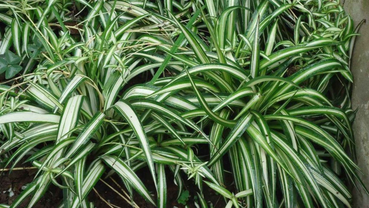 Маламадре (Chlorophytum comosum)