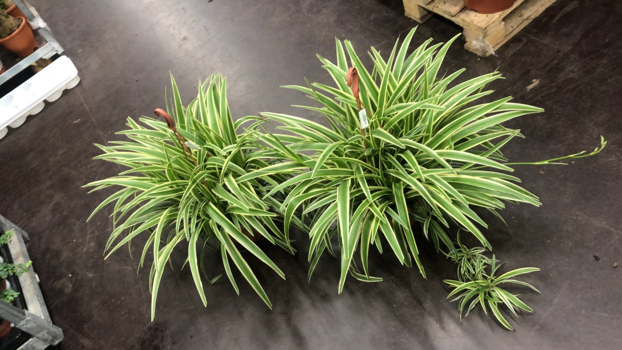 Хлорофитум Вариегатум