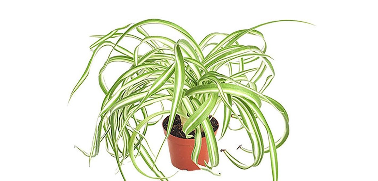 Плющ хлорофитум растения