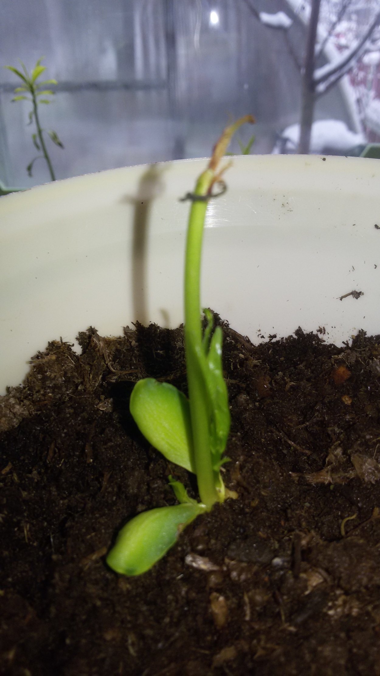 Росток персика плоского