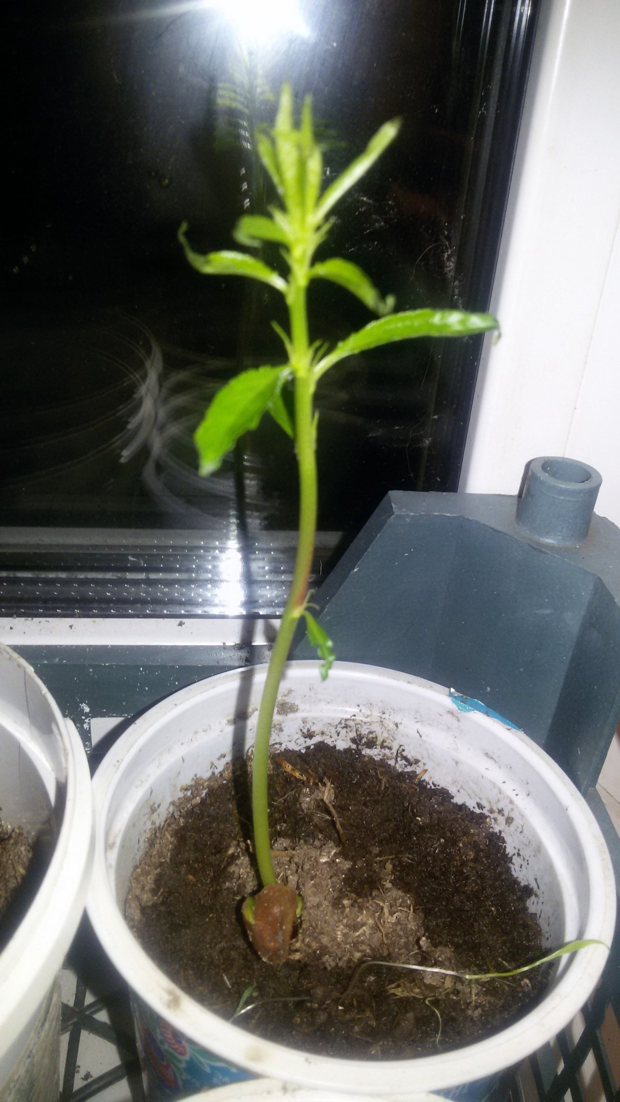 Отросток нектарина