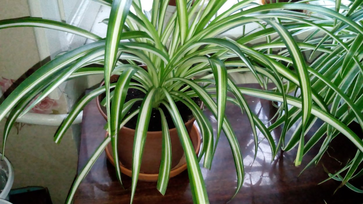 Хлорофитум Лаксум