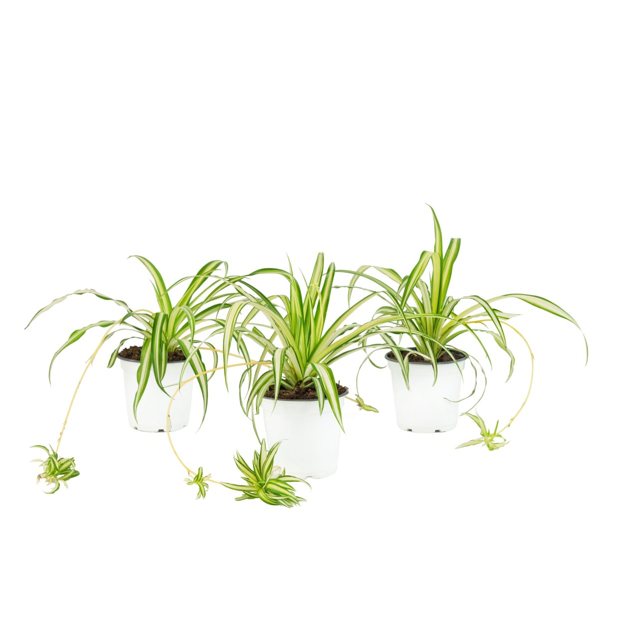 Солярия растение