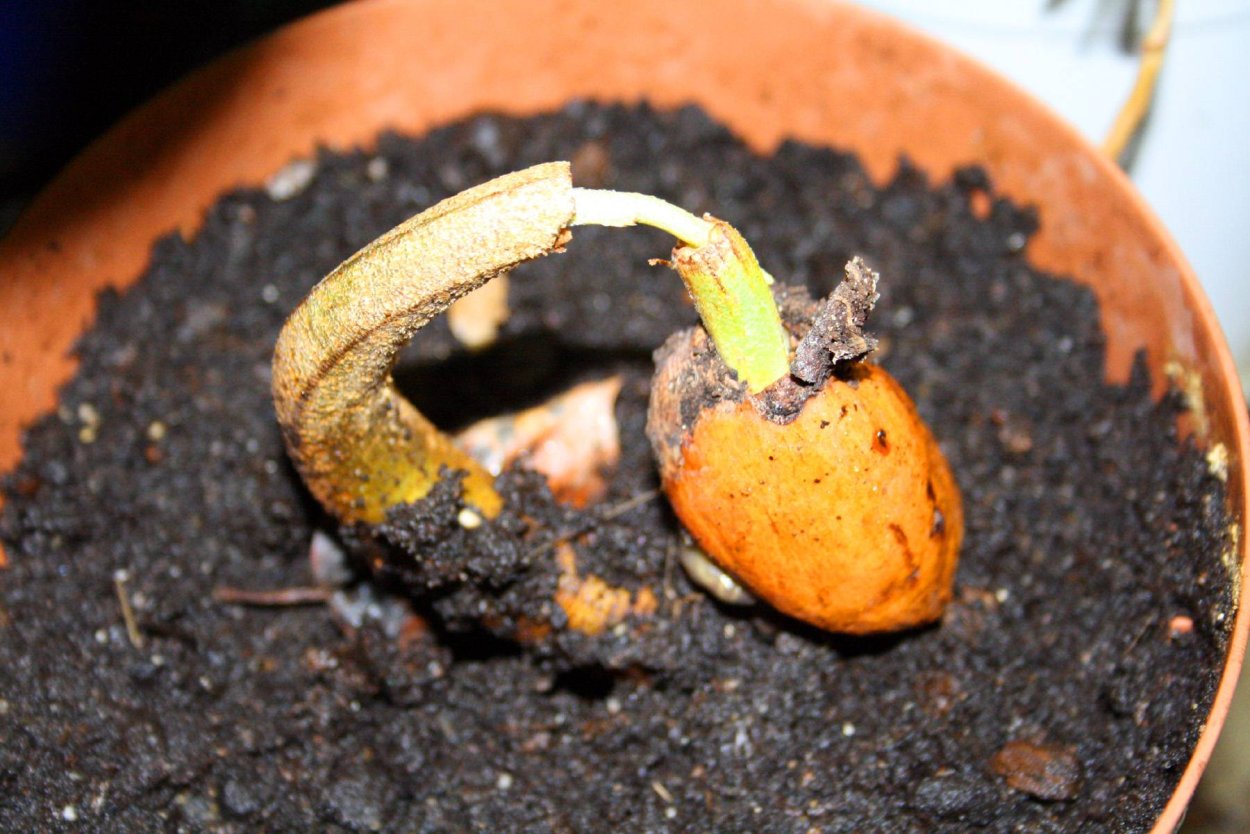 Росток персика