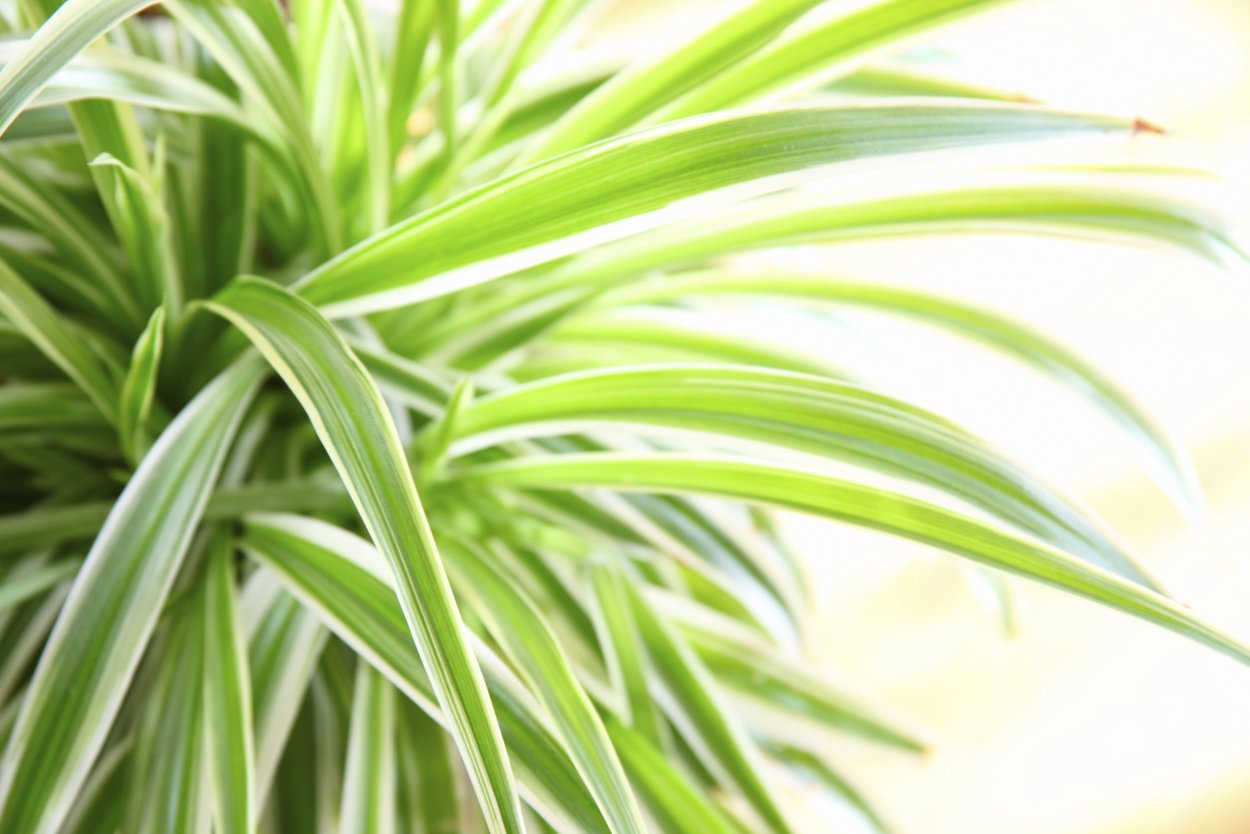 Хлорофитум вектор