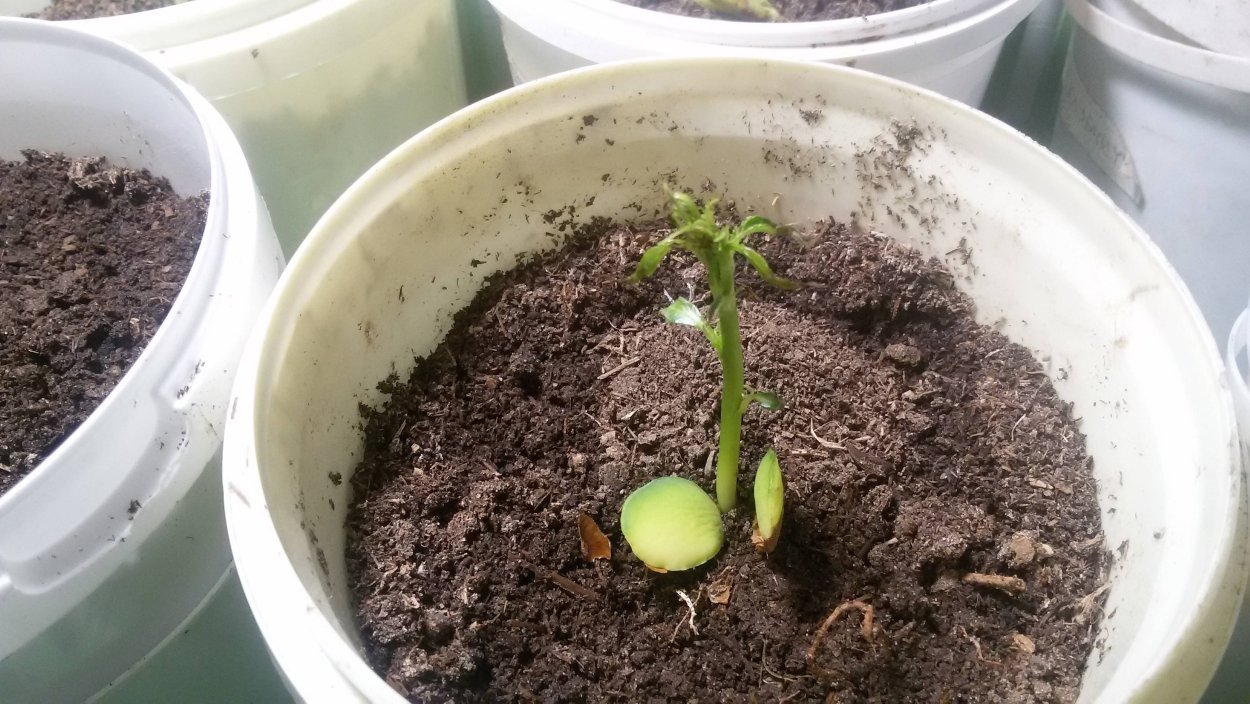 Росток персика из косточки