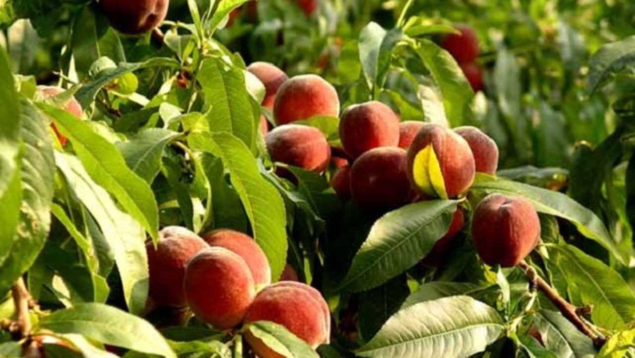 Персик дичка дерево