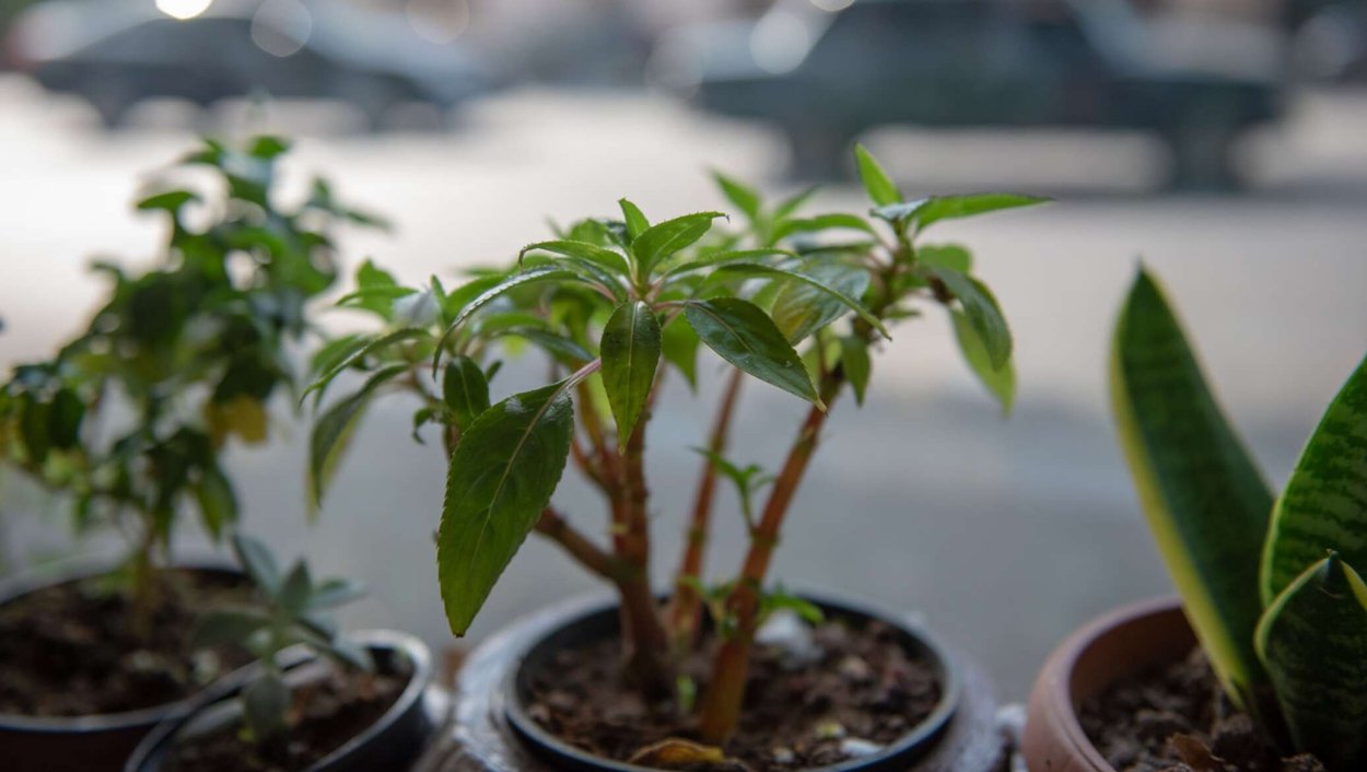 Росток персикового дерева