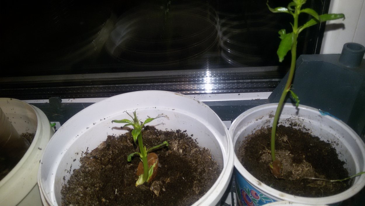 Росток персика фото