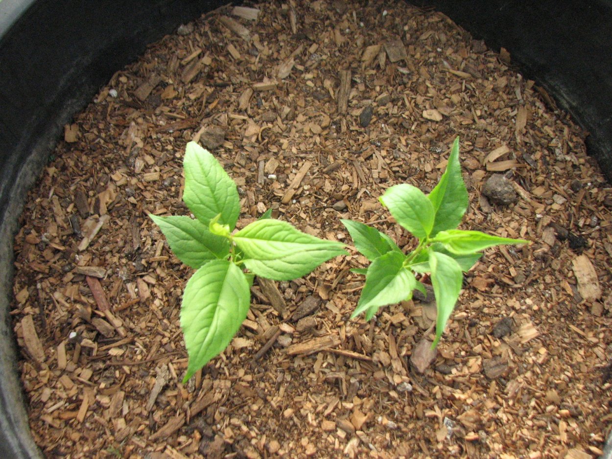 Росток нектарина