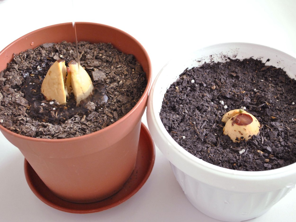 Всходы авокадо