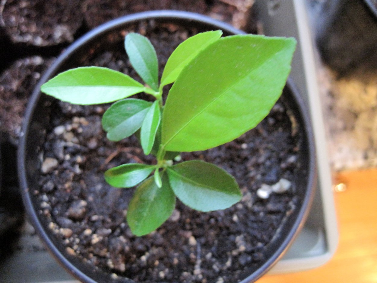 Росток сливы из косточки