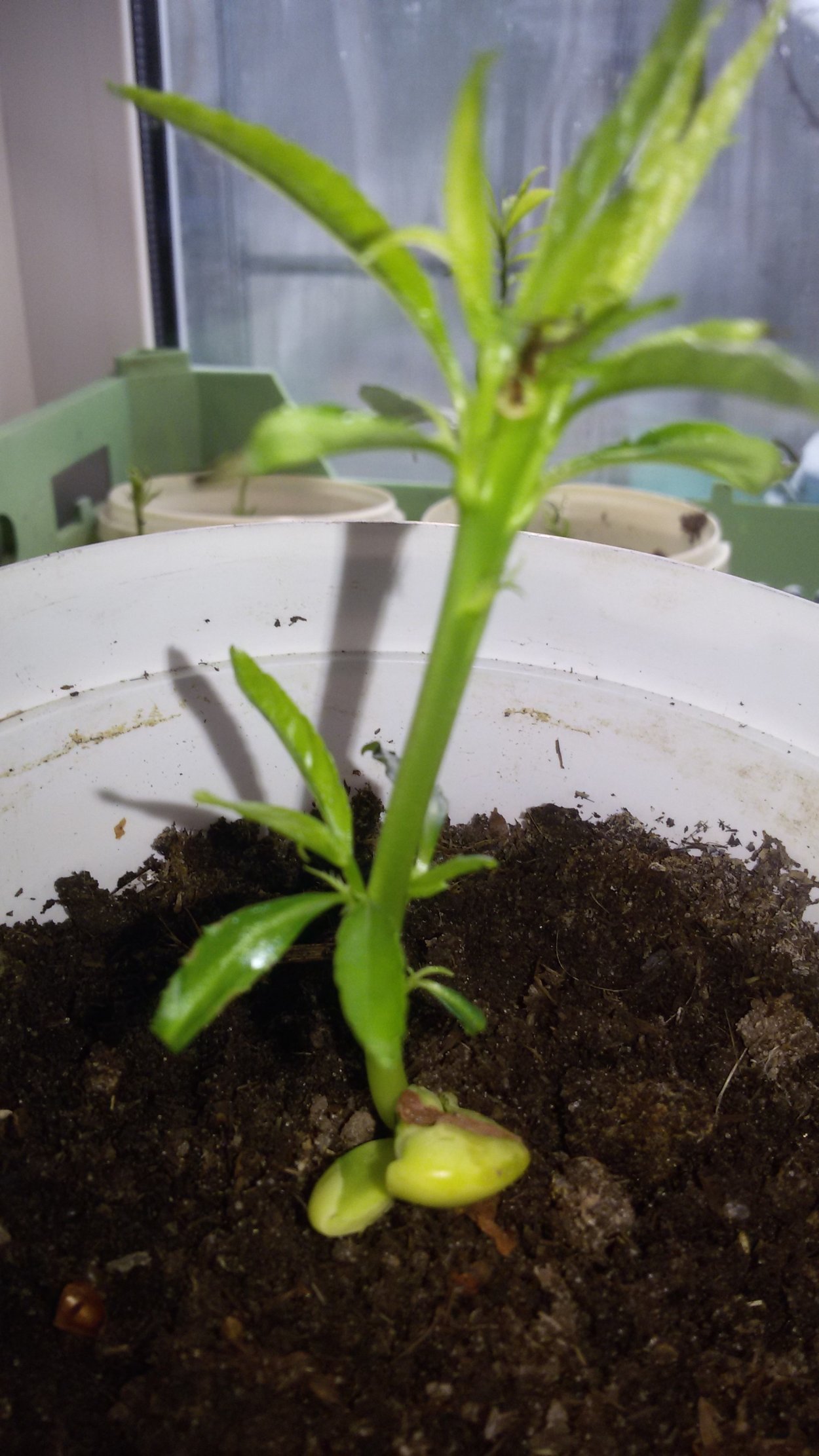 Росток персика плоского