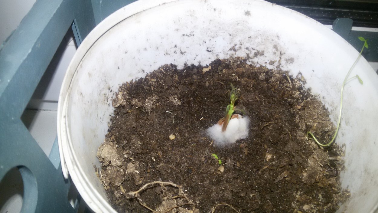 Плесень на семенах подсолнечника при проращивании