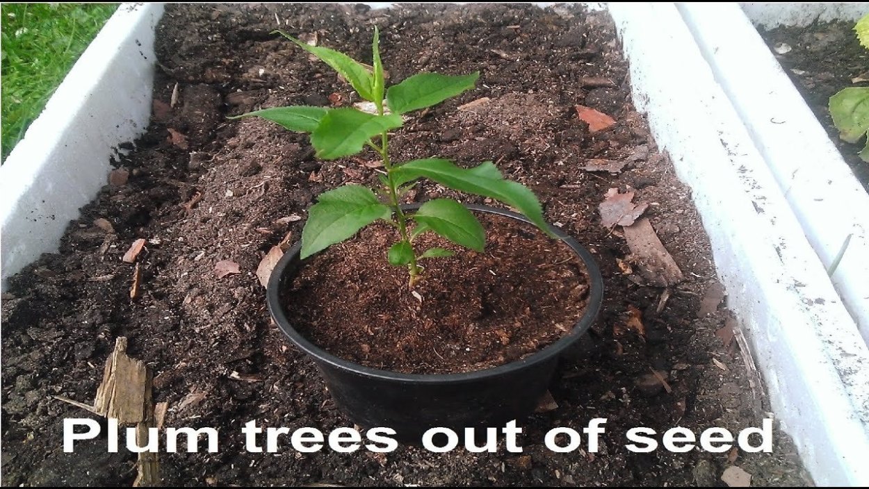 Росток нектарина из косточки