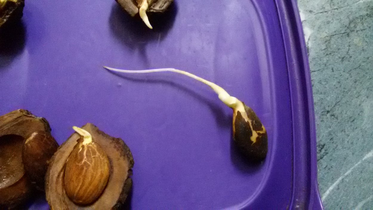 Прорастить косточку нектарина