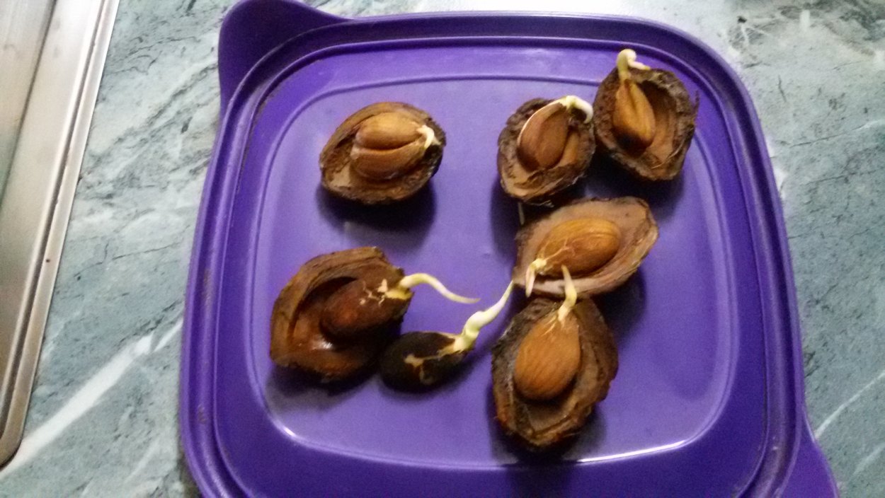 Прорастание косточки персика