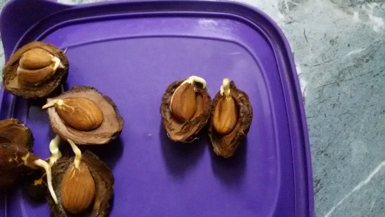 Прорастание абрикосовой косточки