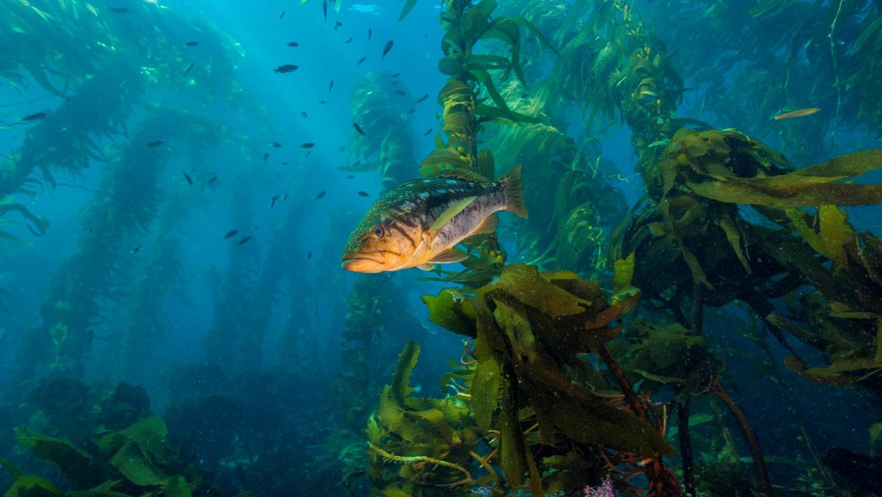 Подводный "лес"(Kelp Forest)