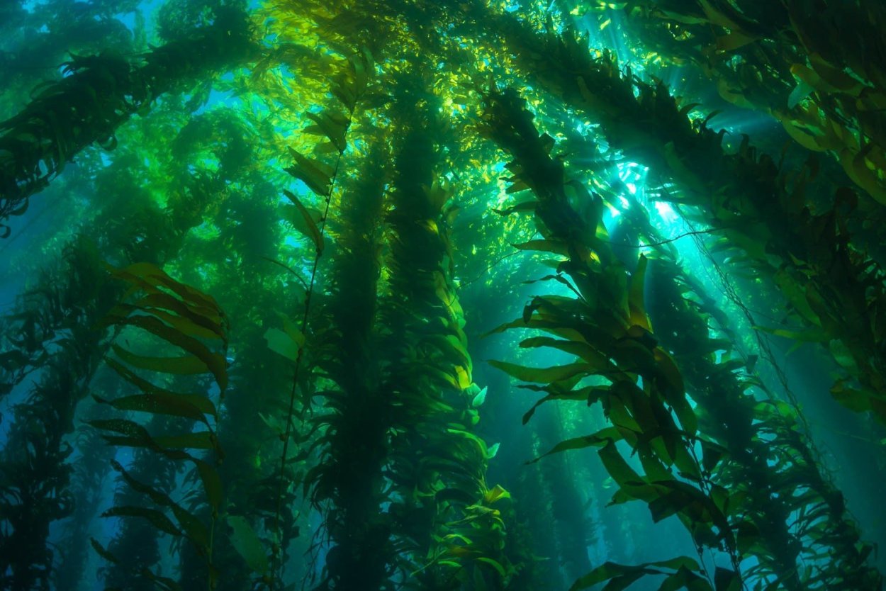 Подводный "лес"(Kelp Forest)