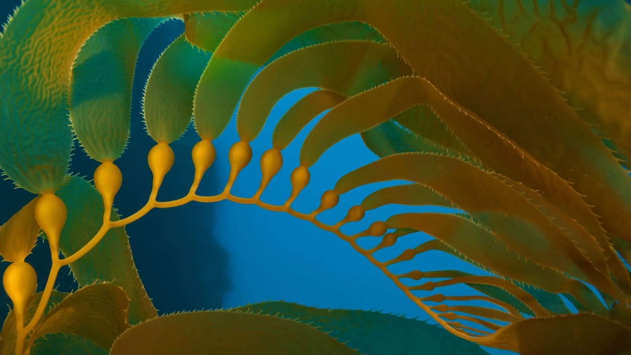 Органы макроцистис