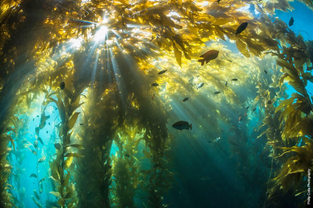 Фото моря с морскими обитателями