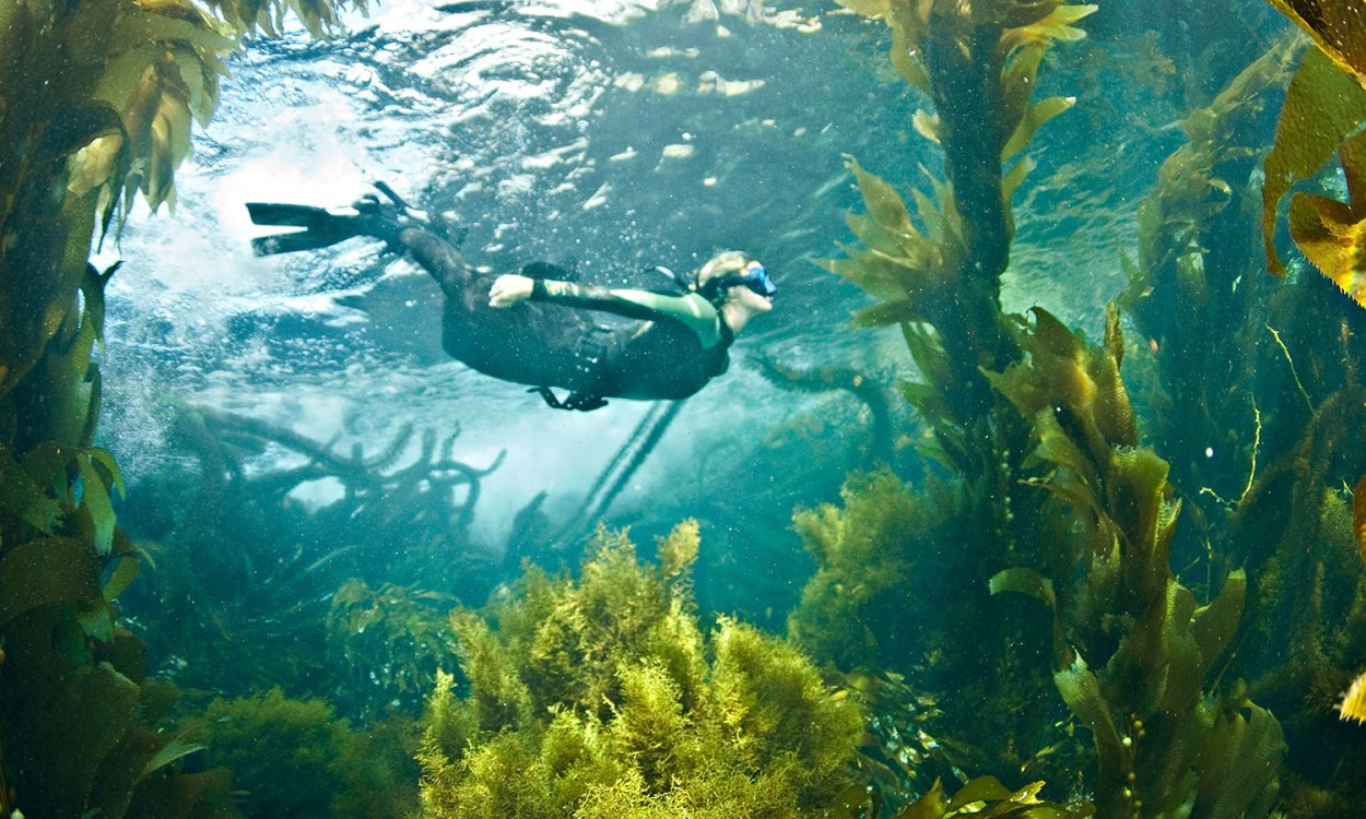 Макроцистис индийский океан