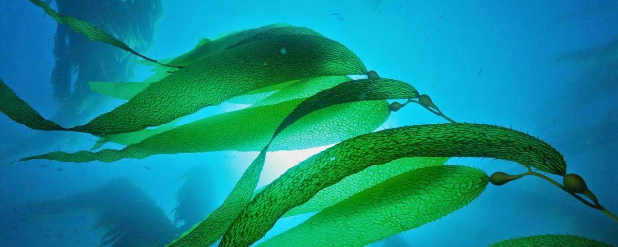 Laminaria ochroleuca