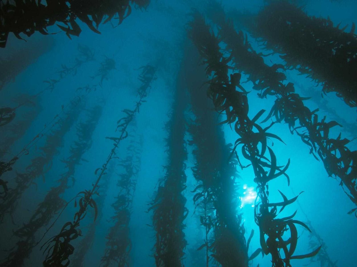 Лес водорослей макроцистис