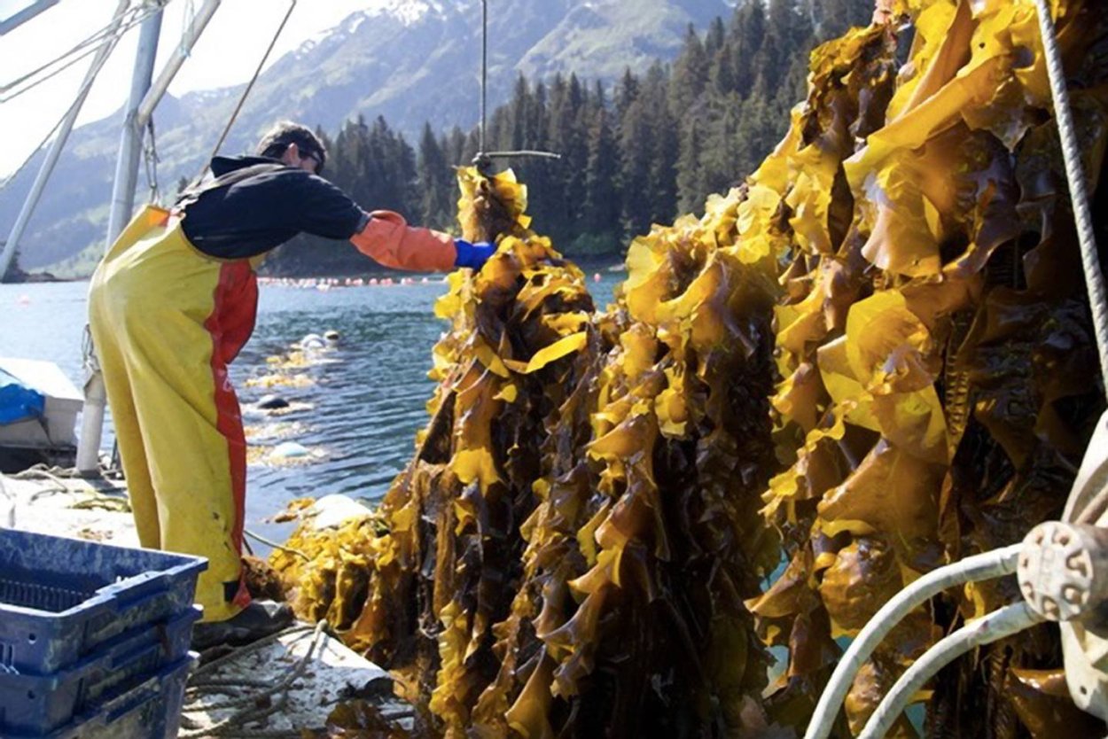 Япония марикультура водоросли