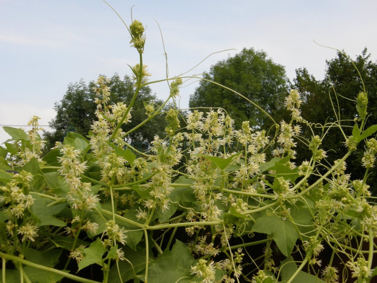 Сорняк Лиана