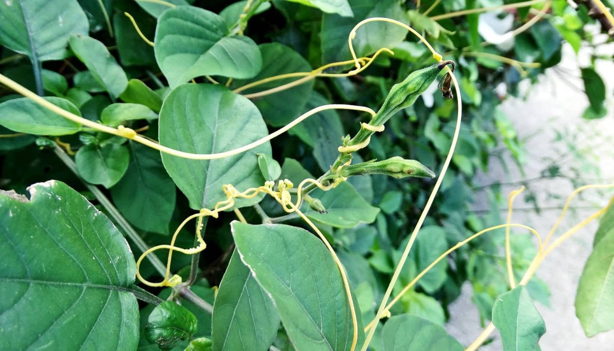 Вьюн паразит