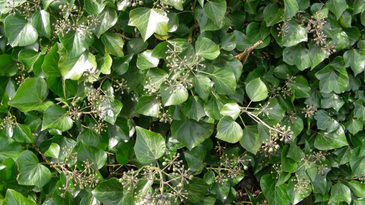 Плющ сердцевидный