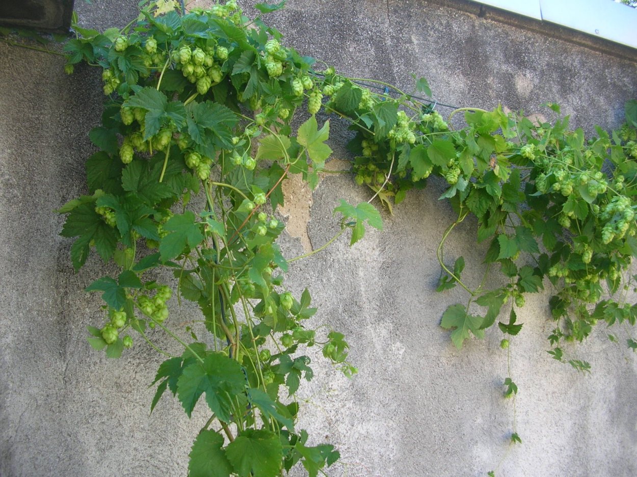 Хмель Лиана